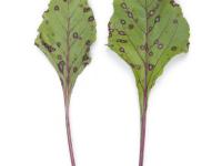 Betterave - Tache cercosporéenne (Cercospora beticola)_5