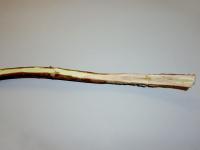 Bleuet en corymbe - Chancre à Botryosphaeria (Fusicoccum aesculi)
