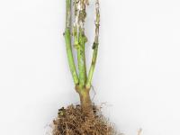 Poivron - Pourriture sclérotique (Sclerotinia sclerotiorum)