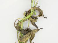 Poivron - Pourriture sclérotique (Sclerotinia sclerotiorum)
