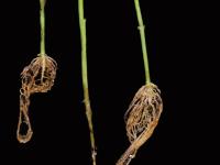 Poivron - Pourriture sclérotique (Sclerotinia sclerotiorum)