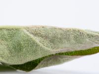 Pomme - Blanc (Podosphaera leucotricha)