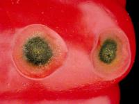 Poivron - Anthracnose (Colletotrichum sp.)