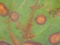 Pomme - Alternariose (Alternaria mali)