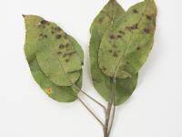 Pomme - Tavelure (Venturia inaequalis)_6