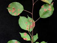 Pomme - Rouille (Gymnosporangium sp.)