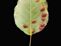 Pomme - Rouille (Gymnosporangium sp.)