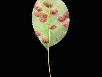 Pomme - Rouille (Gymnosporangium sp.)
