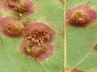 Pomme - Rouille (Gymnosporangium sp.)