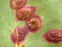 Pomme - Rouille (Gymnosporangium sp.)