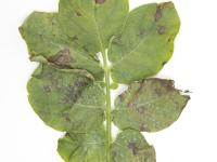 Pomme de terre - Brûlure hâtive (Alternaria solani)