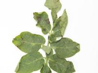 Pomme de terre - Brûlure hâtive (Alternaria solani)