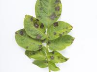 Pomme de terre - Maladies des taches brunes (Alternaria alternata)