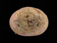 Pomme de terre - Gale poudreuse (Spongospora subterranea)