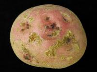Pomme de terre - Rhizoctone brun (Rhizoctonia solani)