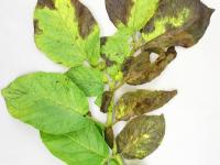 Pomme de terre - Verticilliose (Verticillium dahliae)