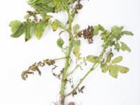 Pomme de terre - Verticilliose (Verticillium dahliae)