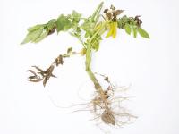 Pomme de terre - Verticilliose (Verticillium dahliae)