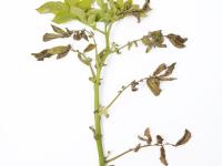 Pomme de terre - Verticilliose (Verticillium dahliae)