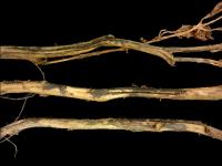 Pomme de terre - Dartrose (Colletotrichum coccodes)