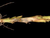 Pomme de terre - Dartrose (Colletotrichum coccodes)