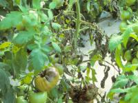 Tomate - Mildiou (Phytophthora infestans)