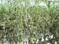 Tomate - Mildiou (Phytophthora infestans)