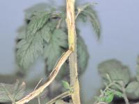 Tomate - Chancre sec (Acremonium strictum)