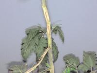 Tomate - Chancre sec (Acremonium strictum)