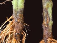 Tomate - Fusariose des racines et du collet (Fusarium oxysporum f. sp. radicis-lycopersici (FORL))