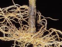 Tomate - Rhizoctone commun (Rhizoctonia solani)