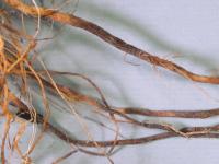 Tomate - Racine liégeuse (Pyrenochaeta lycopersici)