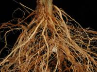 Tomate - Fusariose des racines et du collet (Fusarium oxysporum f. sp. radicis-lycopersici (FORL))