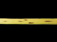 Calamagrostides - Anthracnose (Colletotrichum sp.)