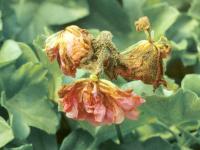 Géraniums - Moisissure grise (Botrytis cinerea)_2