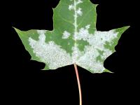 Érables - Blanc (Erysiphe circinata)