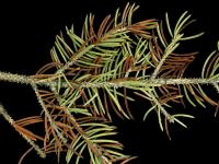 Épinettes - Rouge (Rhizosphaera kalkhoffii)