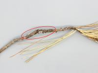 Pins - Rouille vésiculeuse du pin blanc (Cronartium ribicola)