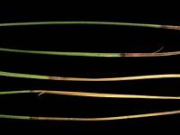 Pins - Brûlure en bandes rouges (Dothistroma septosporum)