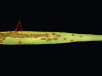Yuccas - Tache zonée (Coniothyrium concentricum)