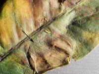 Figuiers - Anthracnose (Colletotrichum gloeosporioides)