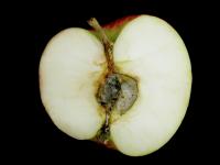 Pomme - Pourriture du cœur (Alternaria alternata)