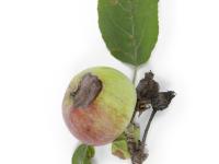Pomme - Chancre à Botryosphaeria (Diplodia mutila)