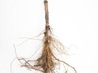 Pomme - Anthracnose (Neofabraea sp.)_4