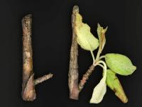 Pomme - Anthracnose (Neofabraea sp.)_13