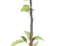 Pomme - Anthracnose (Neofabraea sp.)_15