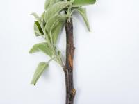 Pomme - Anthracnose (Neofabraea sp.)_18