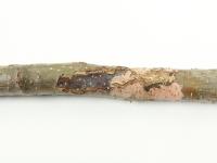 Pomme - Chancre européen (Neonectria ditissima)_3