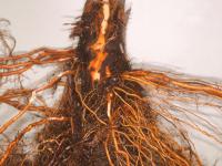 Pomme - Pourriture des racines et du collet (Phytophthora cactorum)