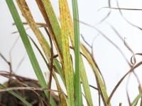 Gazons - Rouille couronnée (Puccinia coronata f.sp. avenae)